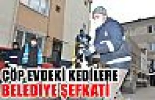 Çöp evdeki kedilere belediye şefkati