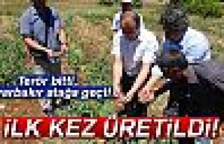 Diyarbakır’da ilk kez bezelye üretildi