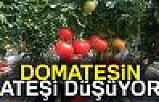 Domatesin Ateşi Düşüyor