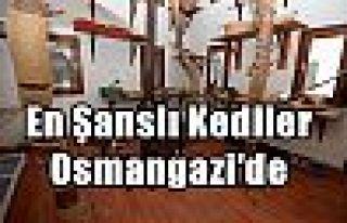 En Şanslı Kediler Osmangazi'de