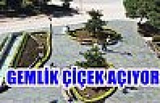 Gemlik Çiçek Açıyor