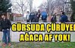 GÜRSUDA ÇÜRÜYEN AĞACA AF YOK! 