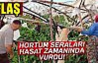 Hortum hasat zamanında vurdu!