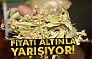 Ihlamur fiyatları altınla yarışıyor