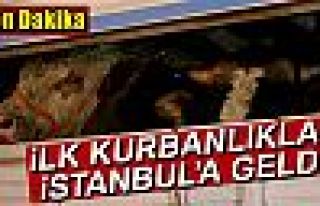 İlk kurbanlıklar geldi