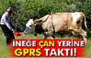 İneğe çan yerine GPRS taktı!