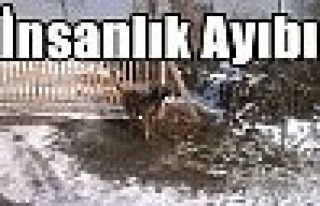 İnsanlık Ayıbı