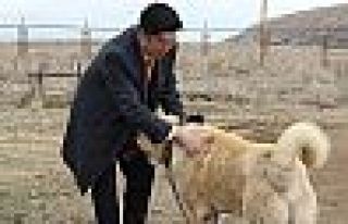 Japon patronun Kangal köpeği sevgisi