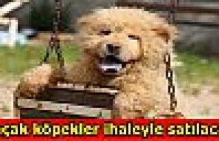 Kaçak köpekler ihaleyle satılacak