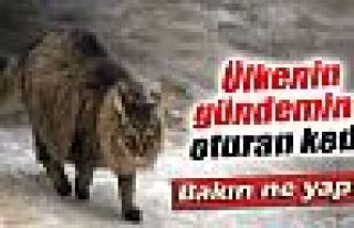 Kahraman kedi bebeği donmaktan kurtardı