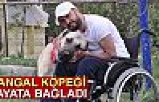 KANGAL KÖPEĞİ HAYATA BAĞLADI!