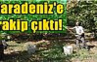 Karadeniz'e rakip çıktı!