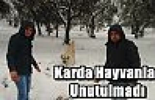 Karda Hayvanlar Unutulmadı