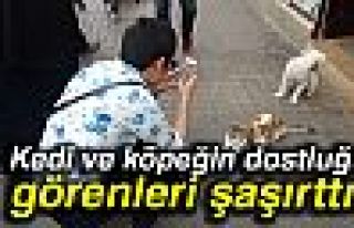 Kedi ve köpeğin şaşırtan dostluğu