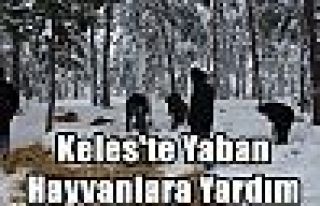 Keles'te Yaban Hayvanlara Yardım 