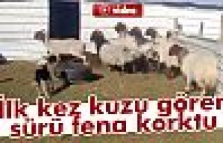 Küçücük Kuzudan Korktular!