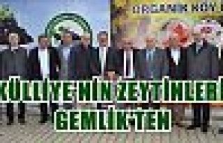 Külliye’nin zeytinleri Gemlik’ten