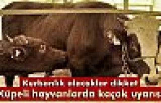 Küpeli hayvanlarda kaçak uyarısı