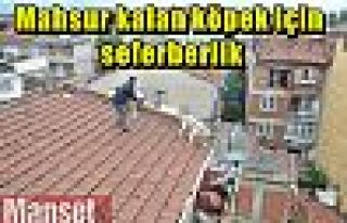 Mahsur kalan köpek için seferberlik