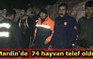 Mardin'de 74 Hayvan Telef Oldu