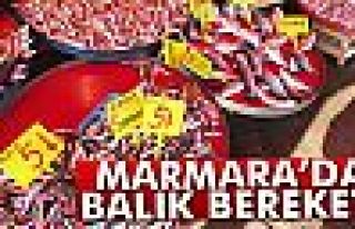 Marmara’da balık bereketi