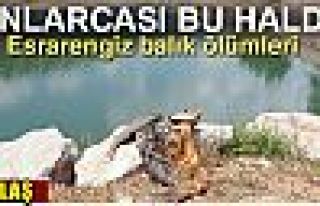 Mersin'de esrarengiz balık ölümleri