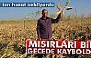 Mısırları bir gecede kayboldu