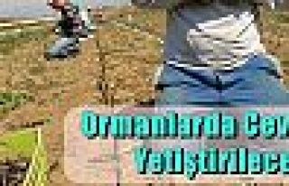 Ormanlarda Ceviz Yetiştirilecek