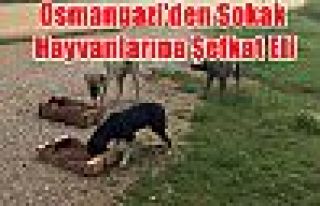 Osmangazi’den Sokak Hayvanlarına Şefkat Eli