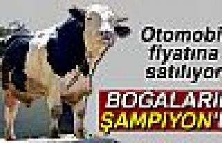 Otomobil Fiyatına Boğa