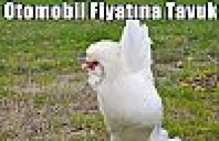 Otomobil Fiyatına Tavuk