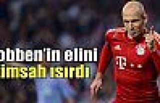 Robben’in elini timsah ısırdı!