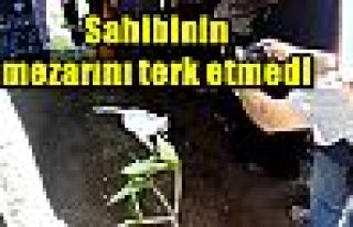 Sahibinin mezarını terk etmedi