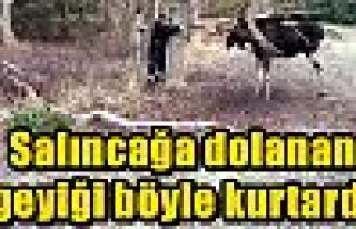 Salıncağa dolanan geyiği böyle kurtardı