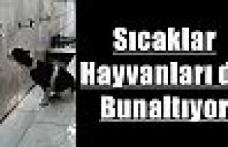 Sıcaklar Hayvanları da Bunaltıyor