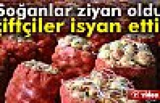 Soğanlar depolarda kaldı