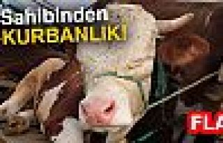 SQAHİBİNDEN E-KURBANLIK!