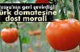 Türk domatesine dost morali