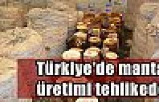 Türkiye'de mantar üretimi tehlikede!