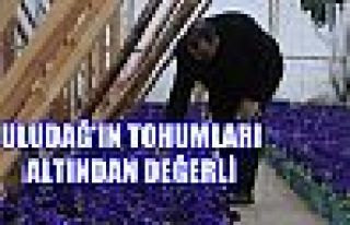 Uludağ'ın Tohumları Altından Değerli