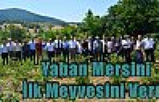 Yaban Mersini İlk Meyvesini Verdi