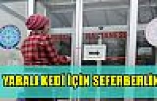 YARALI KEDİ İÇİN SEFERBERLİK