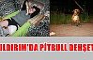 Yıldırım'da pitbull dehşeti