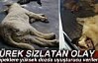 Yürek sızlatan olay