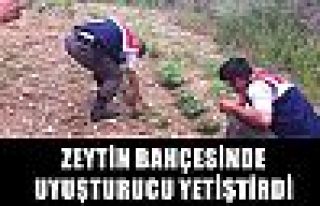 Zeytin bahçesinde uyuşturucu yetiştirdi