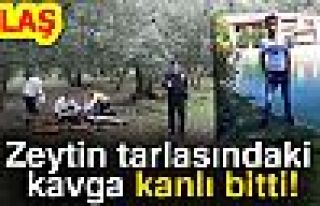 ZEYTİN TARLASINDAKİ KAVGA KANLI BİTTİ!